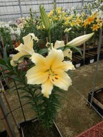 [4519 PO107 Zirconia No01.JPG]